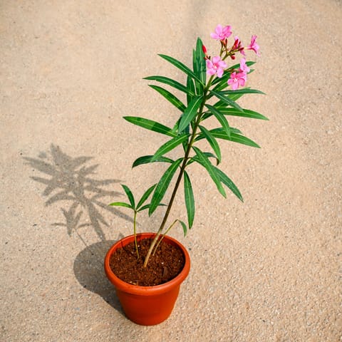 Kaner / Oleander (Any Colour) in 8 Inch Live Fresh Plant Terracotta Red Classy Plastic Pot in Mankhurd Mumbai