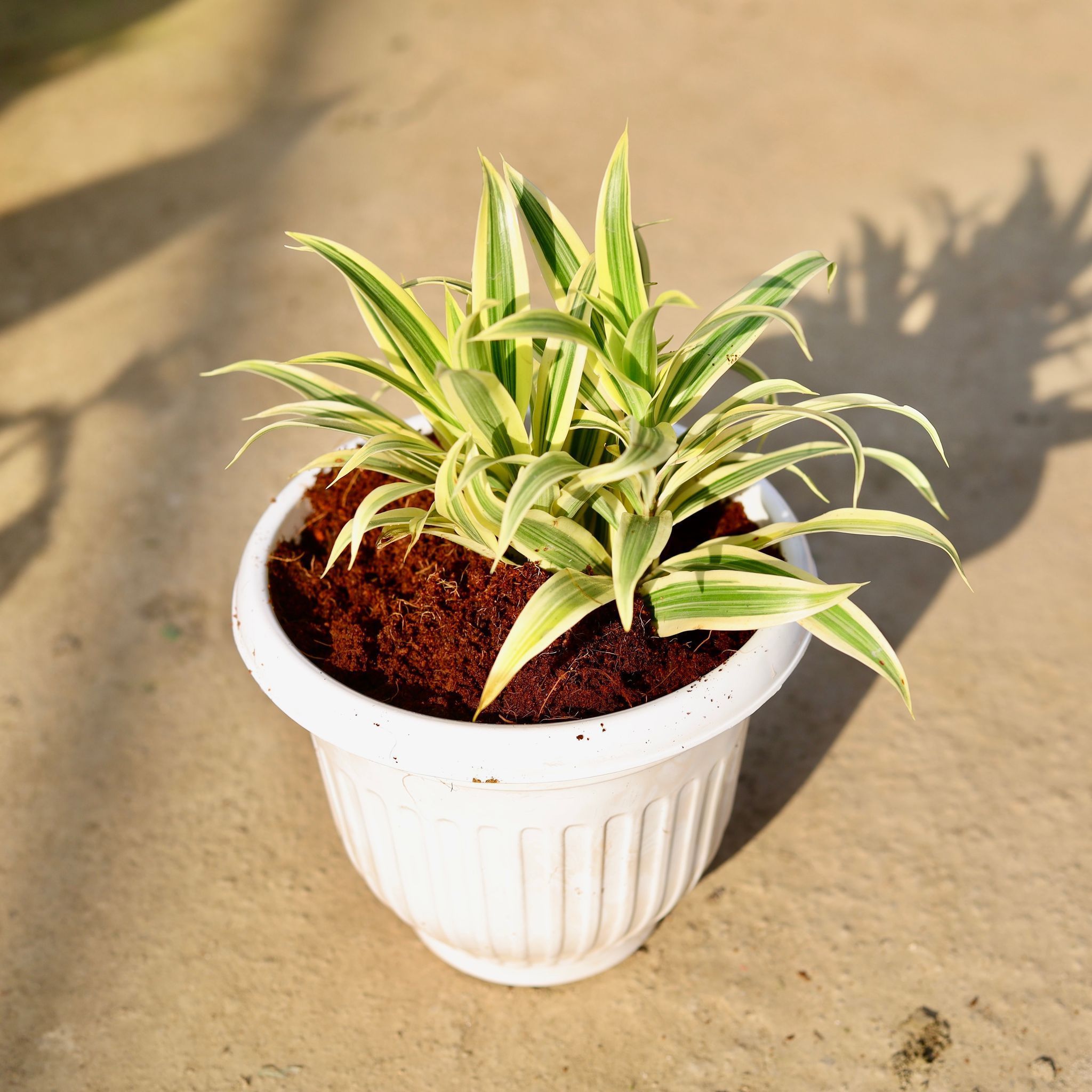 Song Of India in 8 Inch White Olive Plastic Pot