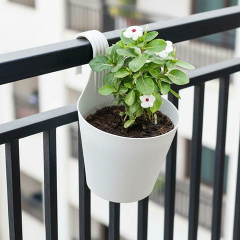 Periwinkle / Vinca / Sadabahar (Any Colour) in 8 Inch White Single Hook Hanging Plastic Pot