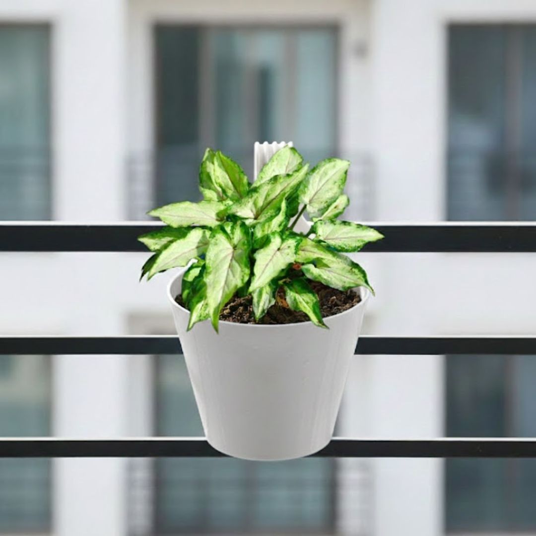 Syngonium Yammi in 8 Inch White Single Hook Hanging Plastic Pot