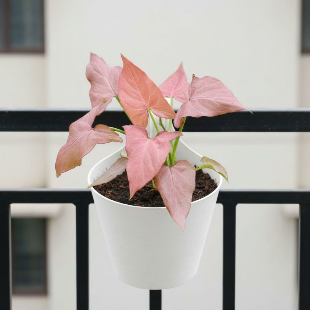 Syngonium Pink in 8 Inch White Single Hook Hanging Plastic Pot