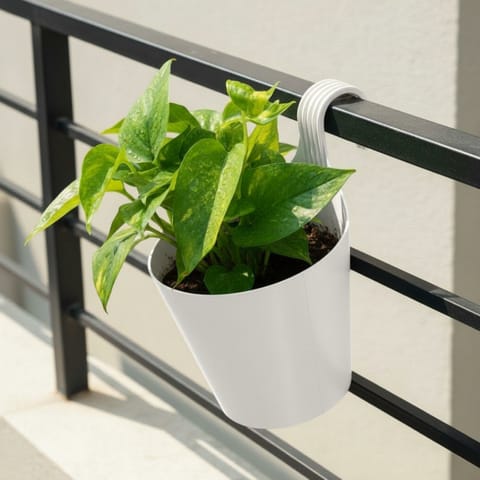 Money Plant Green in 8 Inch White Single Hook Hanging Plastic Pot