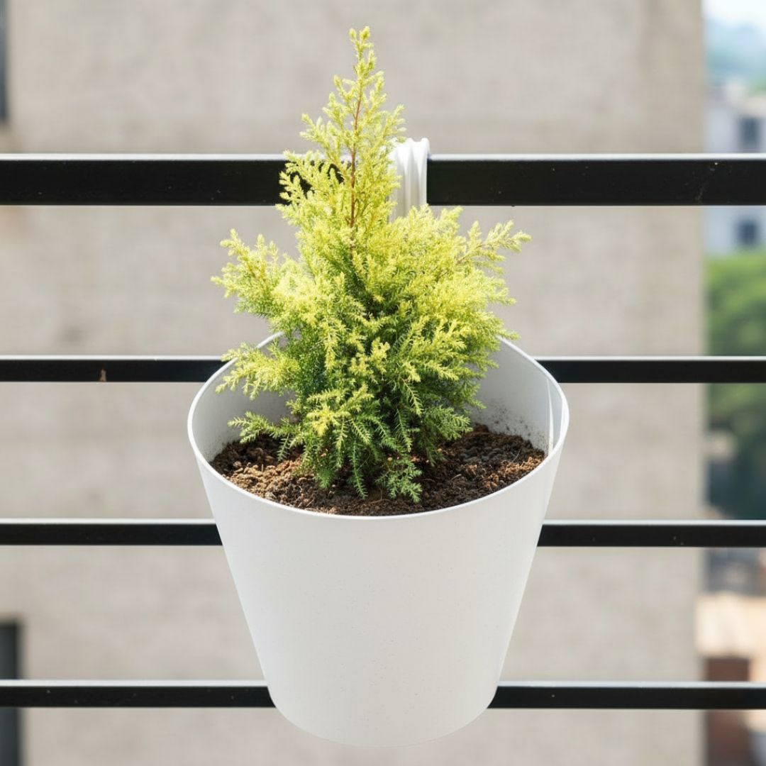 Golden cypress (~ 2 Ft) in 8 Inch White Single Hook Hanging Plastic Pot