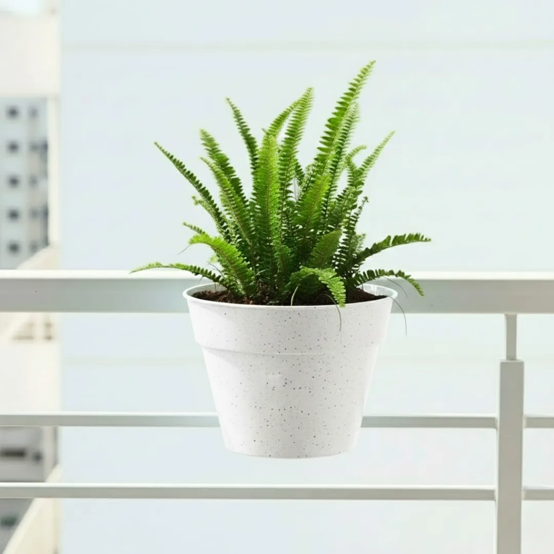 Fern Green in 8 Inch White Single Hook Hanging Plastic Pot