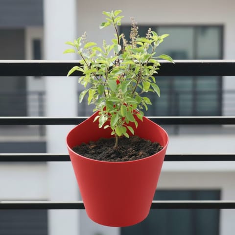 Rama Tulsi in 8 Inch Red Single Hook Hanging Plastic Pot
