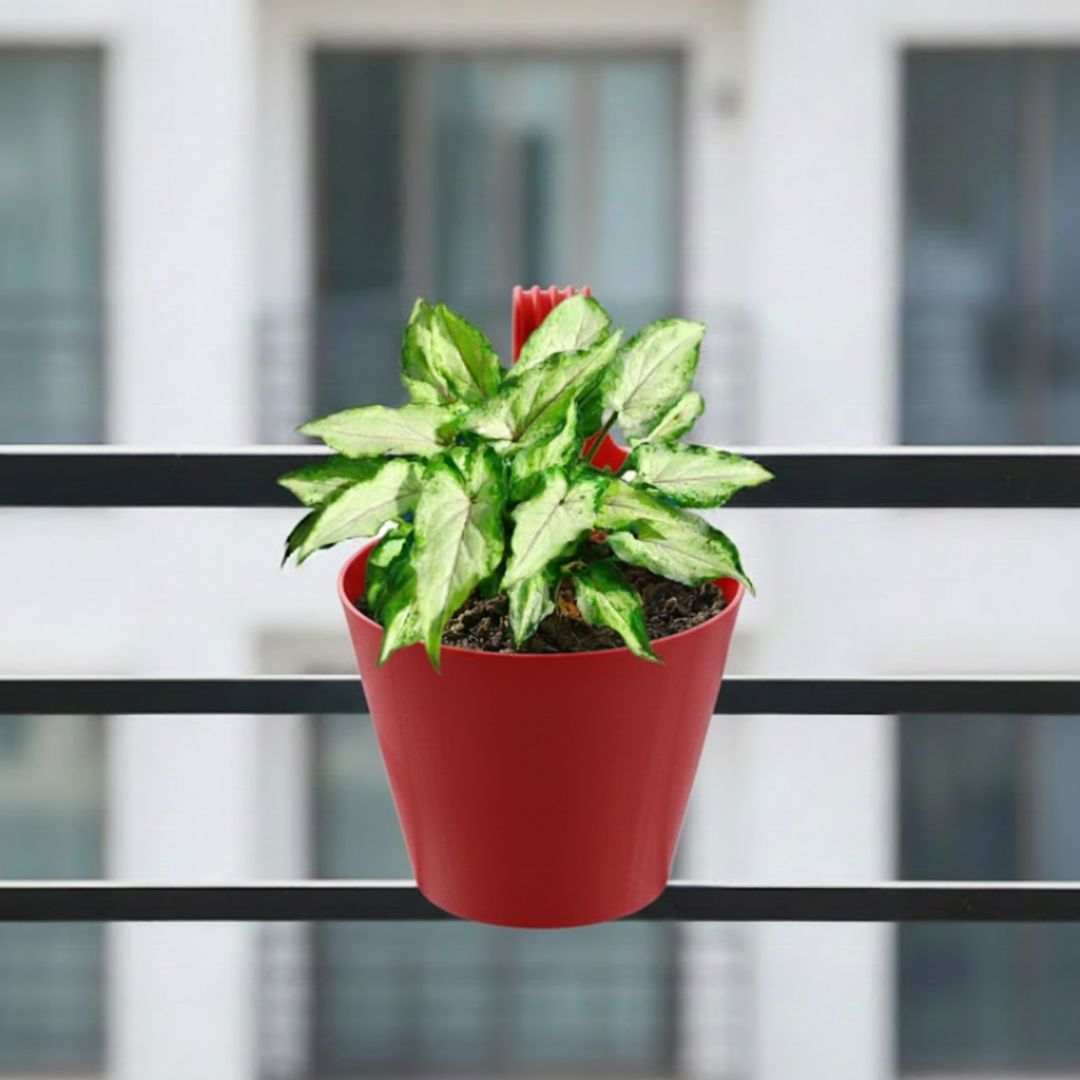 Syngonium Yammi in 8 Inch Red Single Hook Hanging Plastic Pot