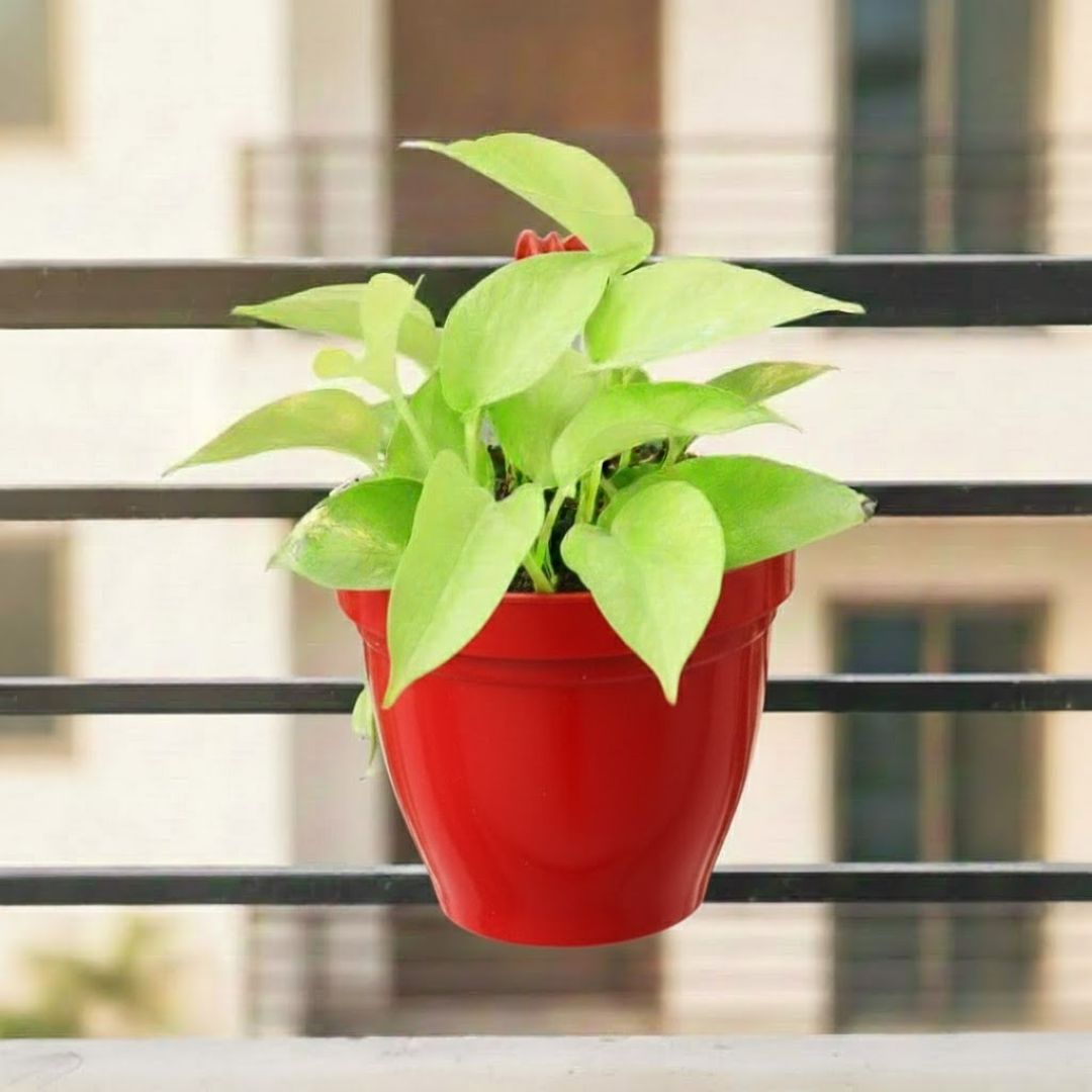 Money Plant Golden in 8 Inch Red Single Hook Hanging Plastic Pot