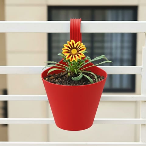 Gazania (any colour) in 8 Inch Red Single Hook Hanging Plastic Pot