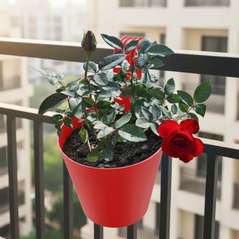 Red Rose Plant in 8 Inch Live Plant Red Single Hook Hanging Plastic Pot