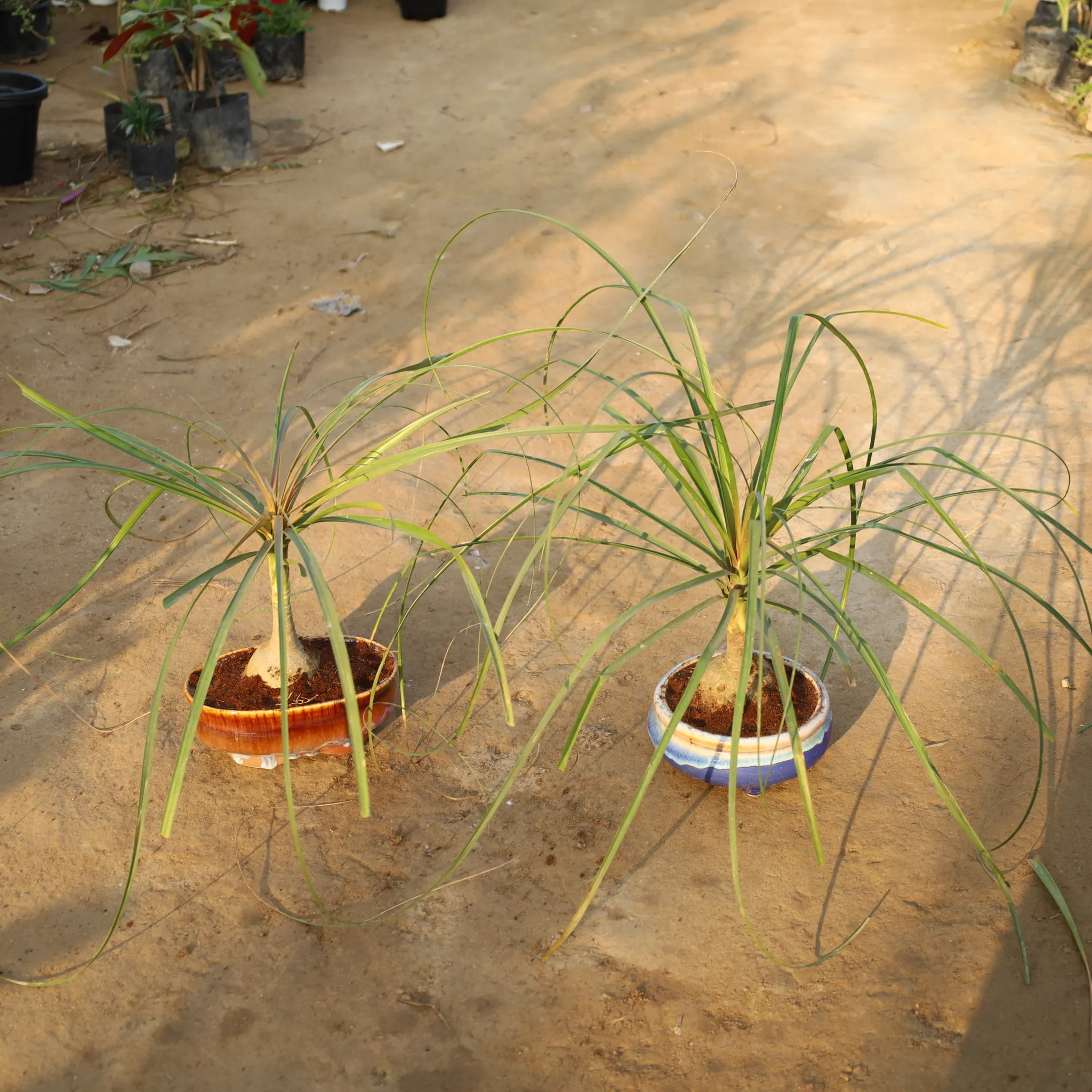 Set Of 2 - Lolina Plam / Ponytail Palm Bonsai in 8 Inch Ceramic Bonsai Planter (Any Colour And Design)