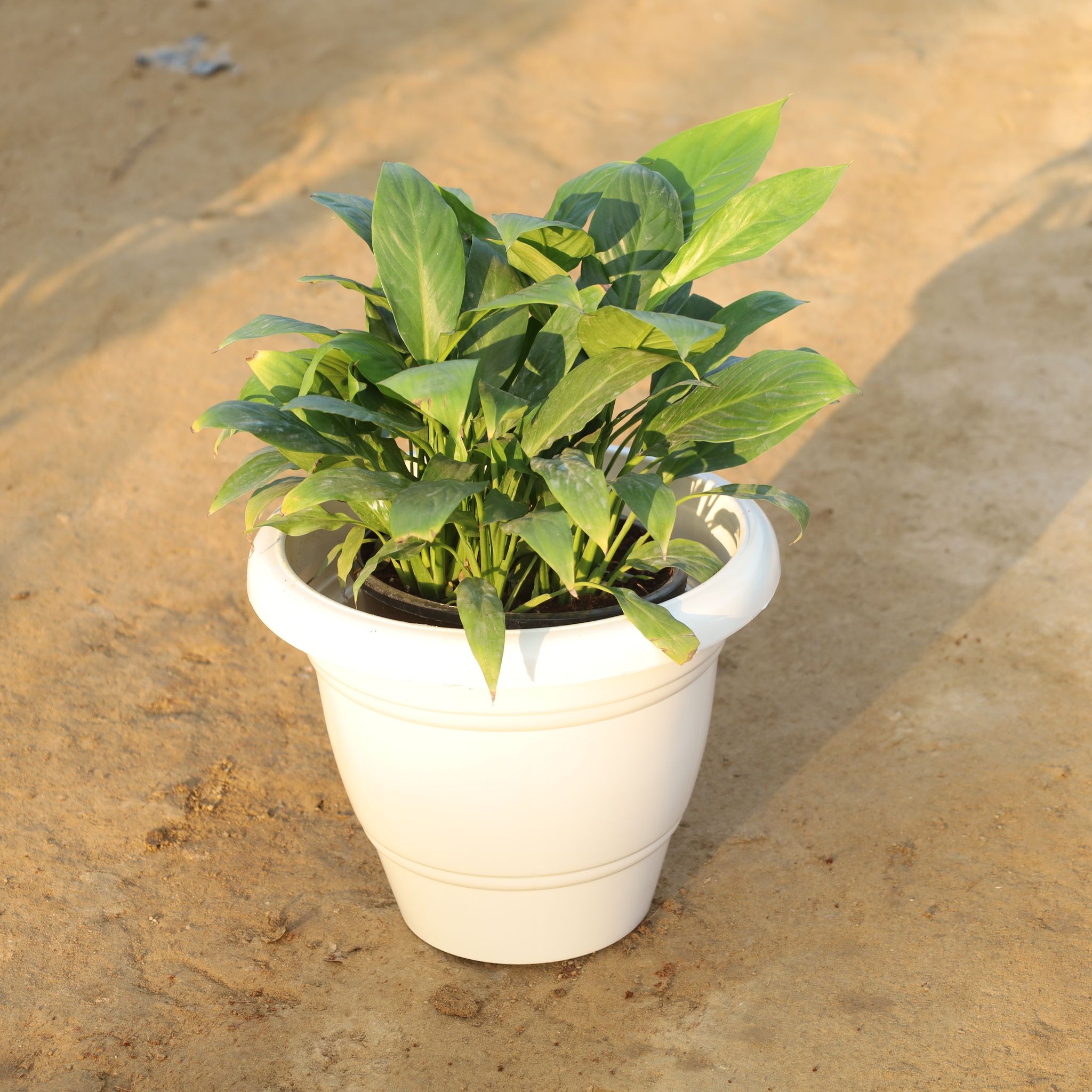 Peace Lily Bushy Mother Plant in 10 Inch White Classy Plastic Pot