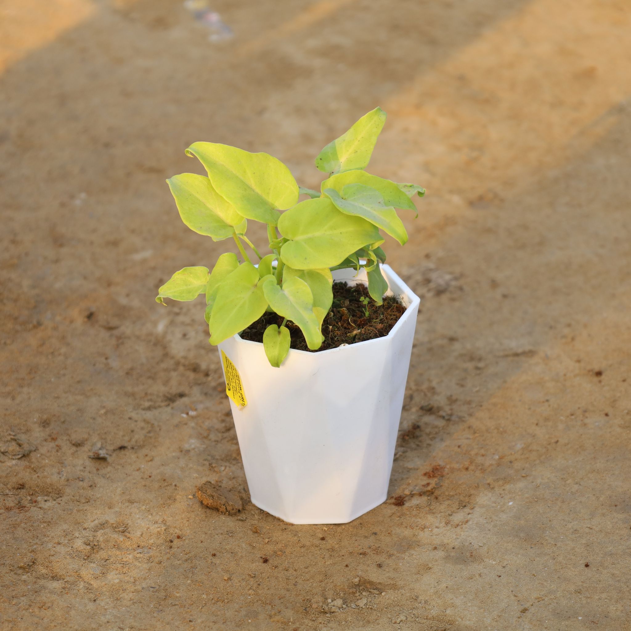 Xanadu Golden in 4 Inch White Premium Diamanti Plastic Pot