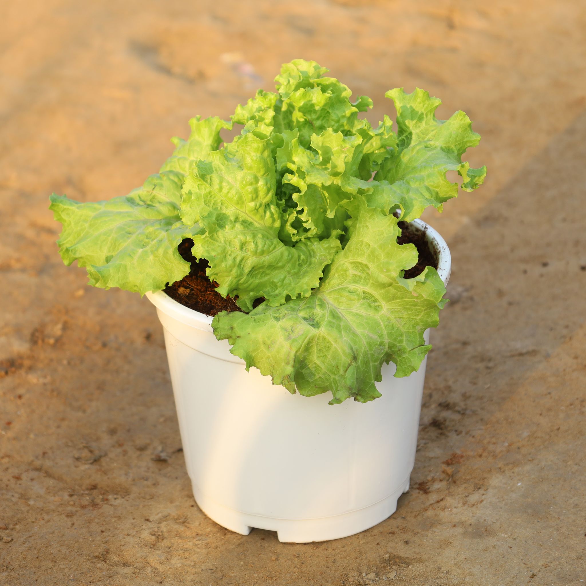 Lettuce Green in 6 Inch Nursery Pot