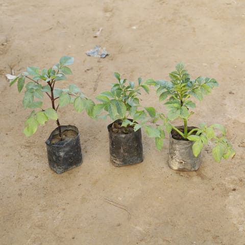 Set Of 3 - Dahlia Double (Any Colour) in 4 Inch Nursery Bag