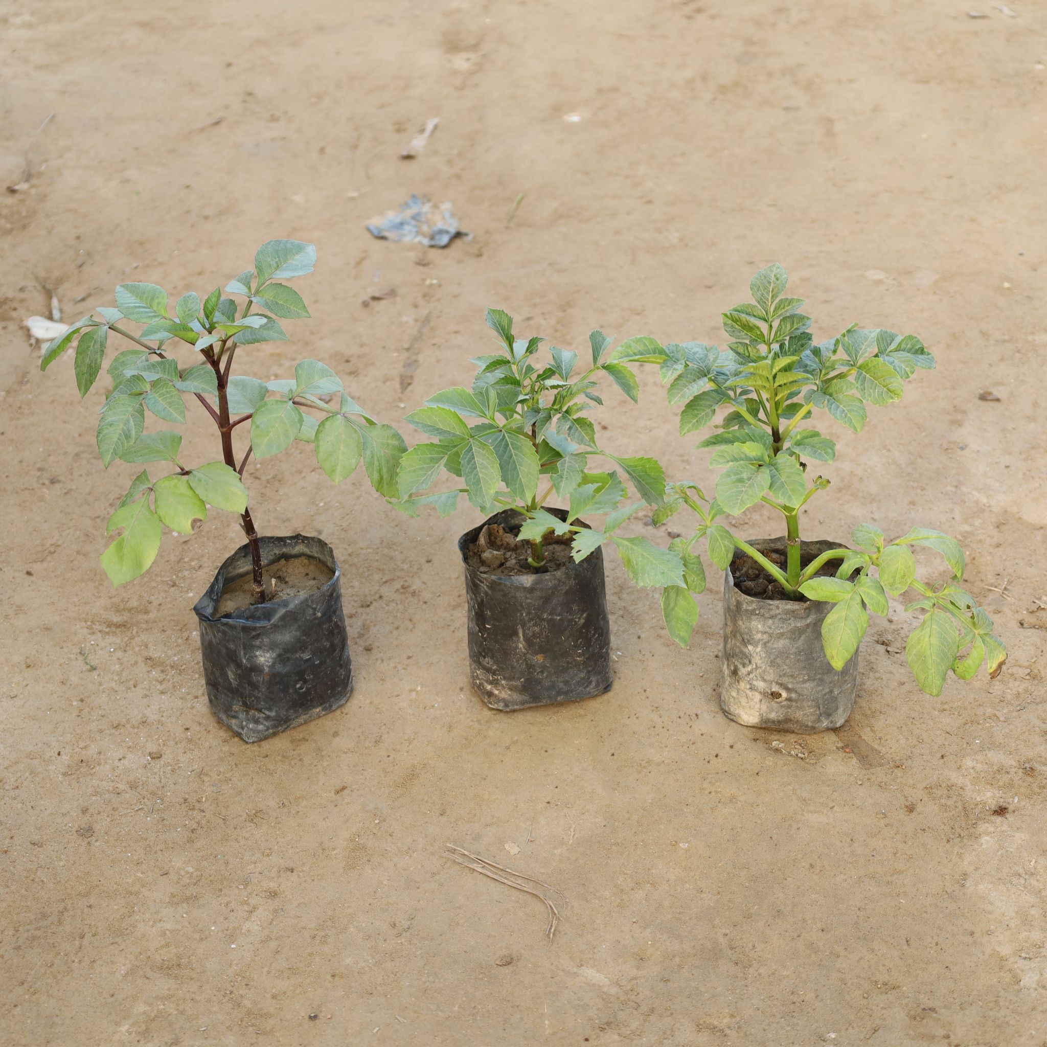 Set Of 3 - Dahlia Double (Any Colour) in 4 Inch Nursery Bag