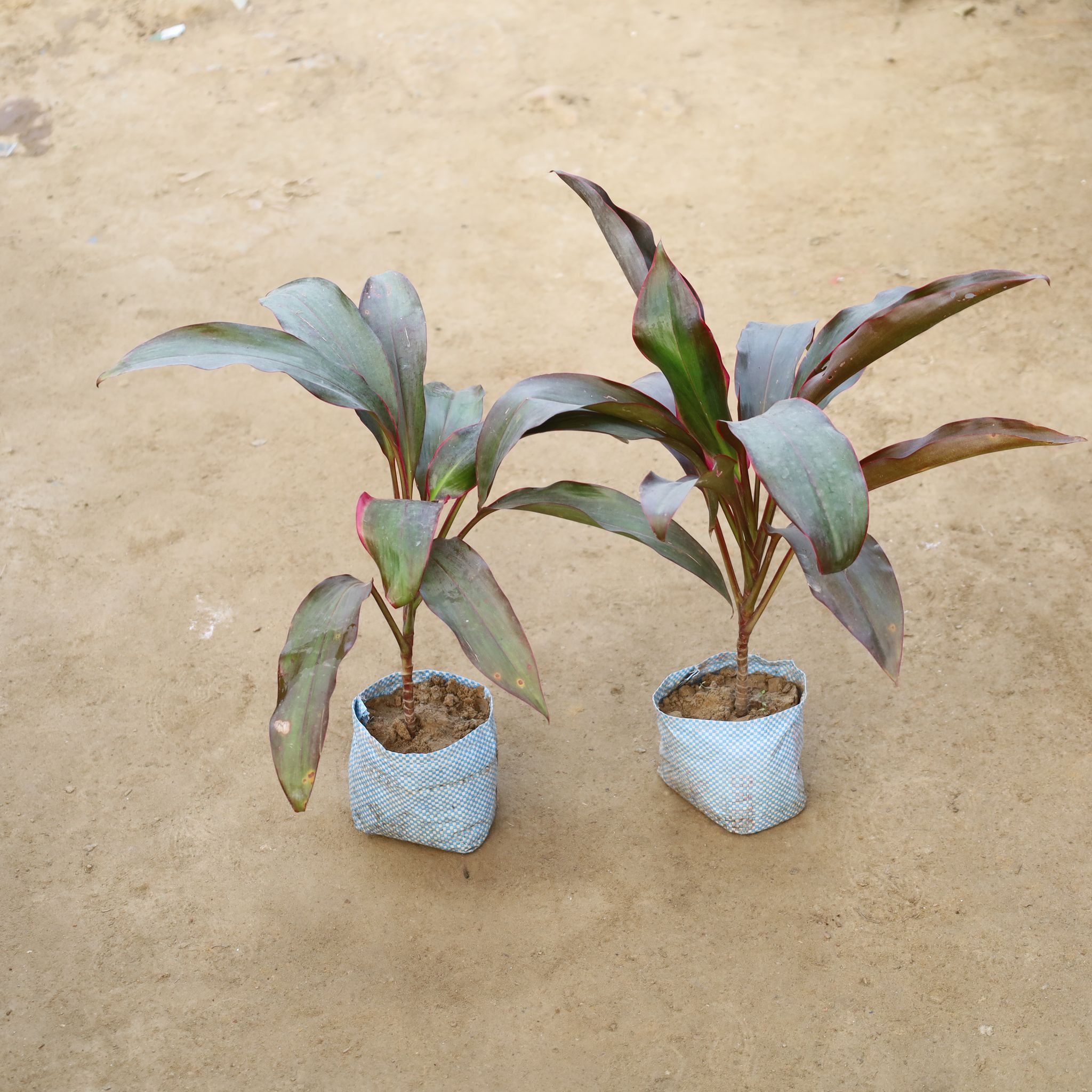 Set Of 2 - Dracaena Rosea in 4 Inch Nursery Bag
