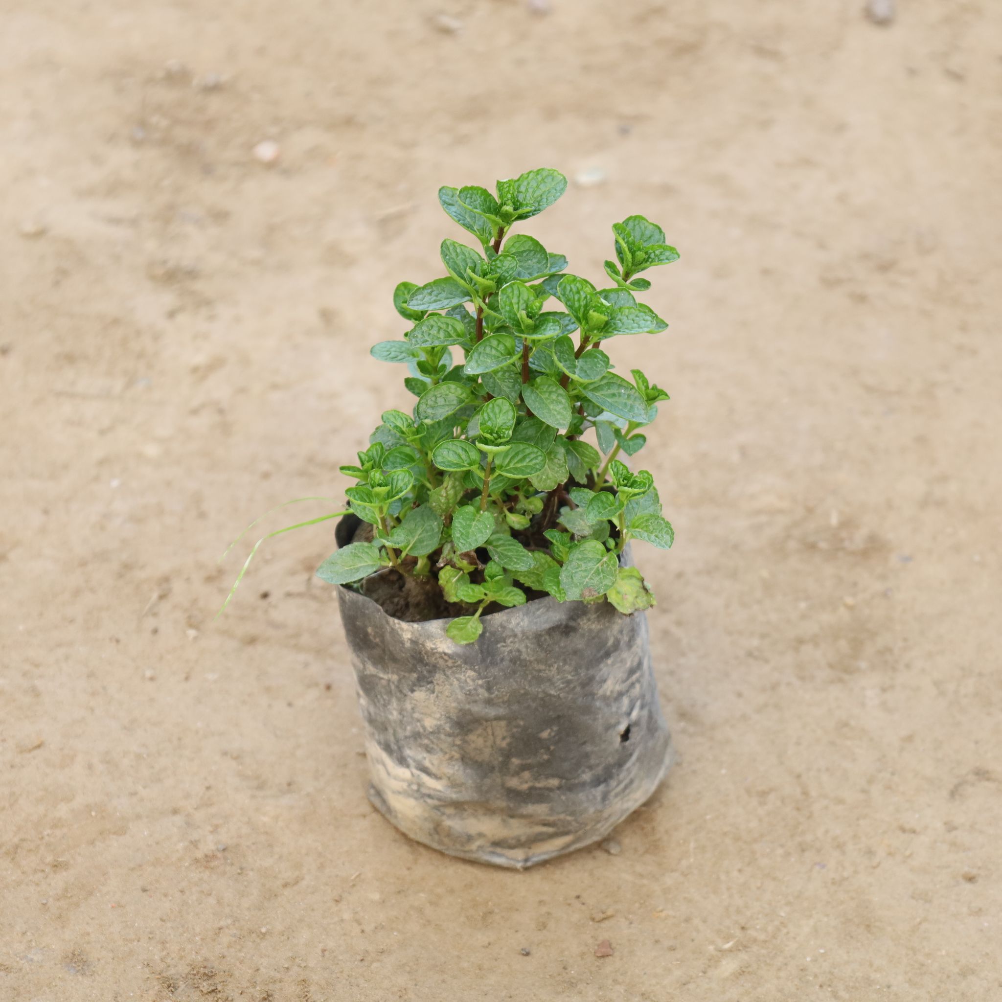 Mint / Pudina in 4 Inch Nursery Bag