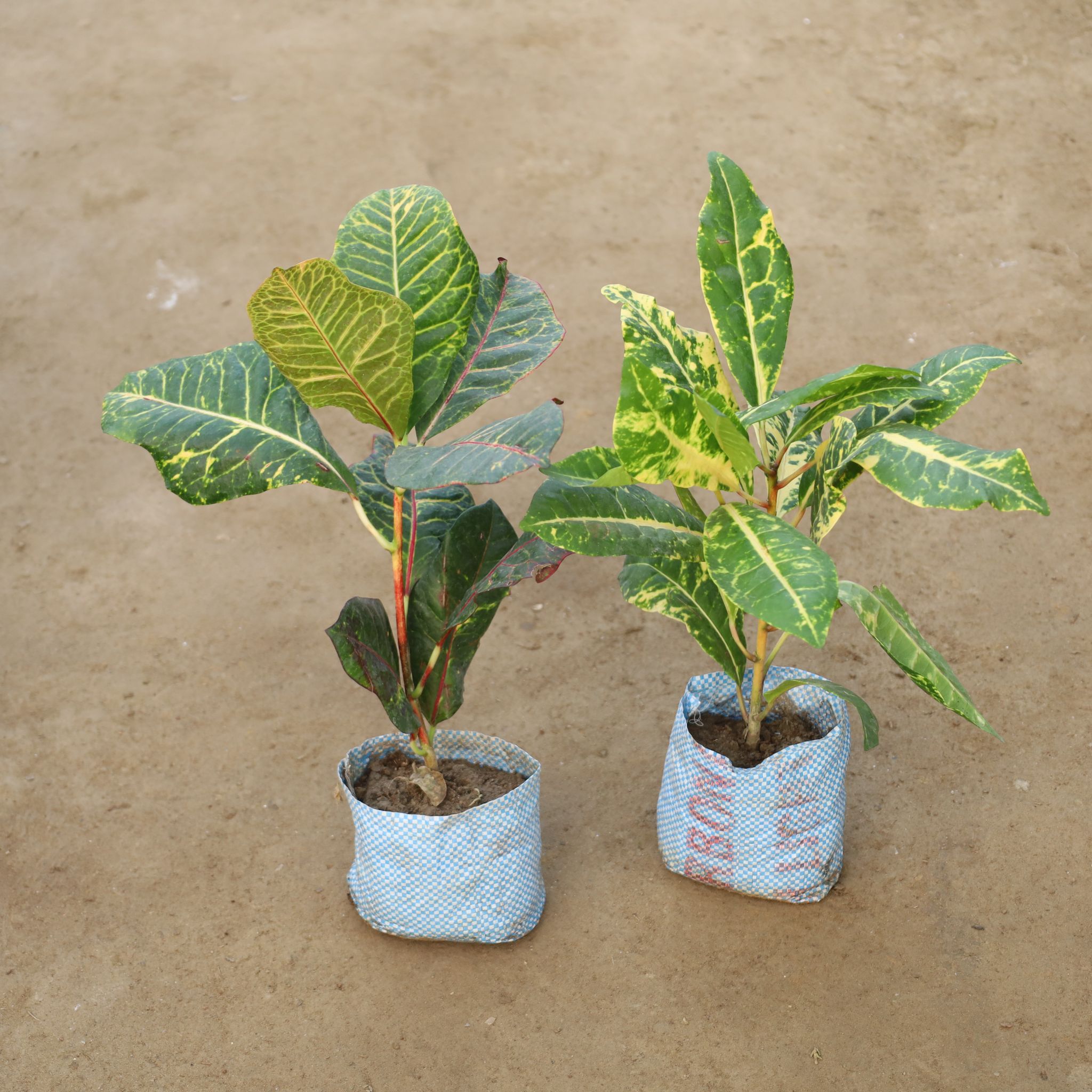 Set Of 2 - Croton Petra in 8 Inch Nursery Bag
