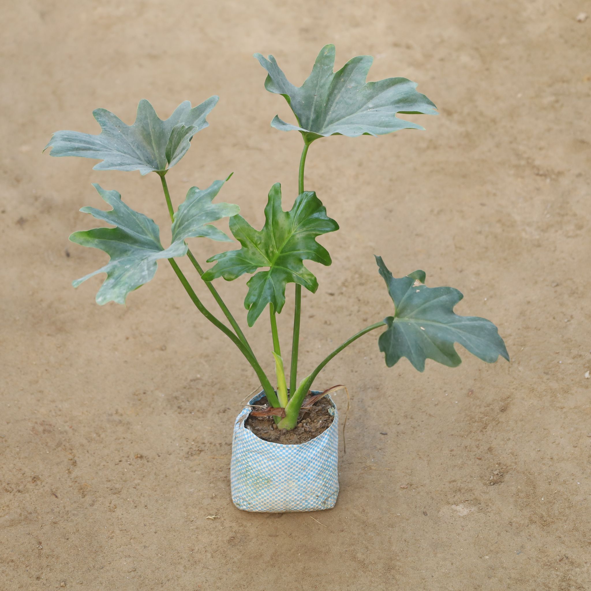 Philodendron Selloum in 4 Inch Nursery Bag