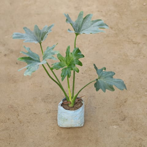 Philodendron Selloum in 4 Inch Nursery Bag