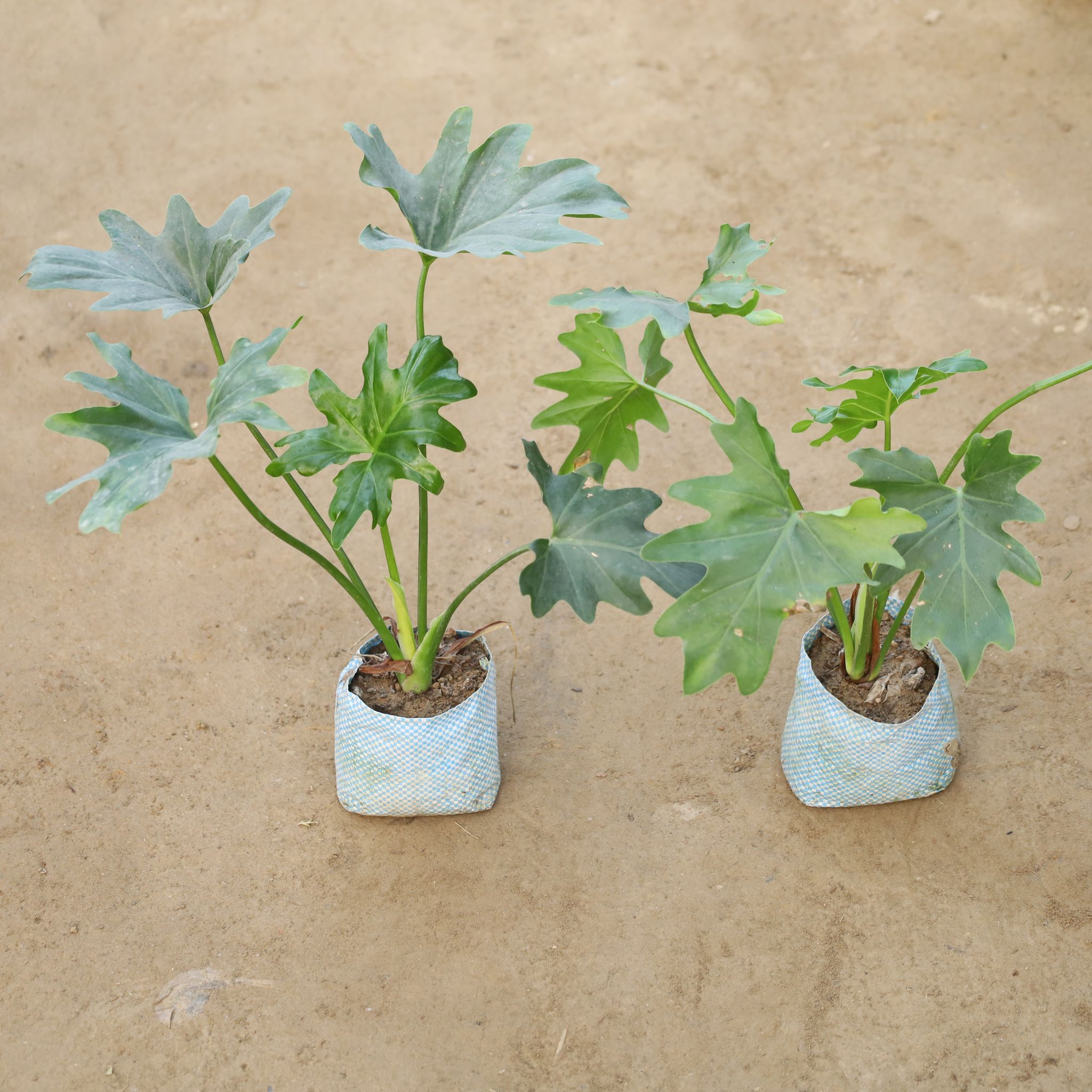 Set Of 2 - Philodendron Selloum in 4 Inch Nursery Bag