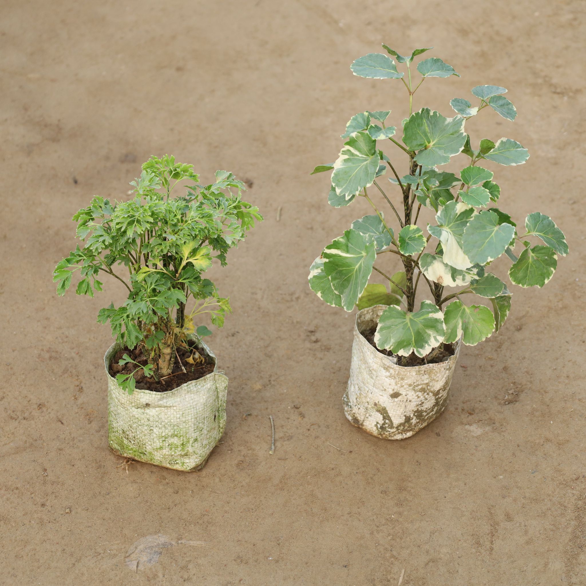 Set Of 2 - Aralia Japnese & Apple Leaf in 4 Inch Nursery Bag