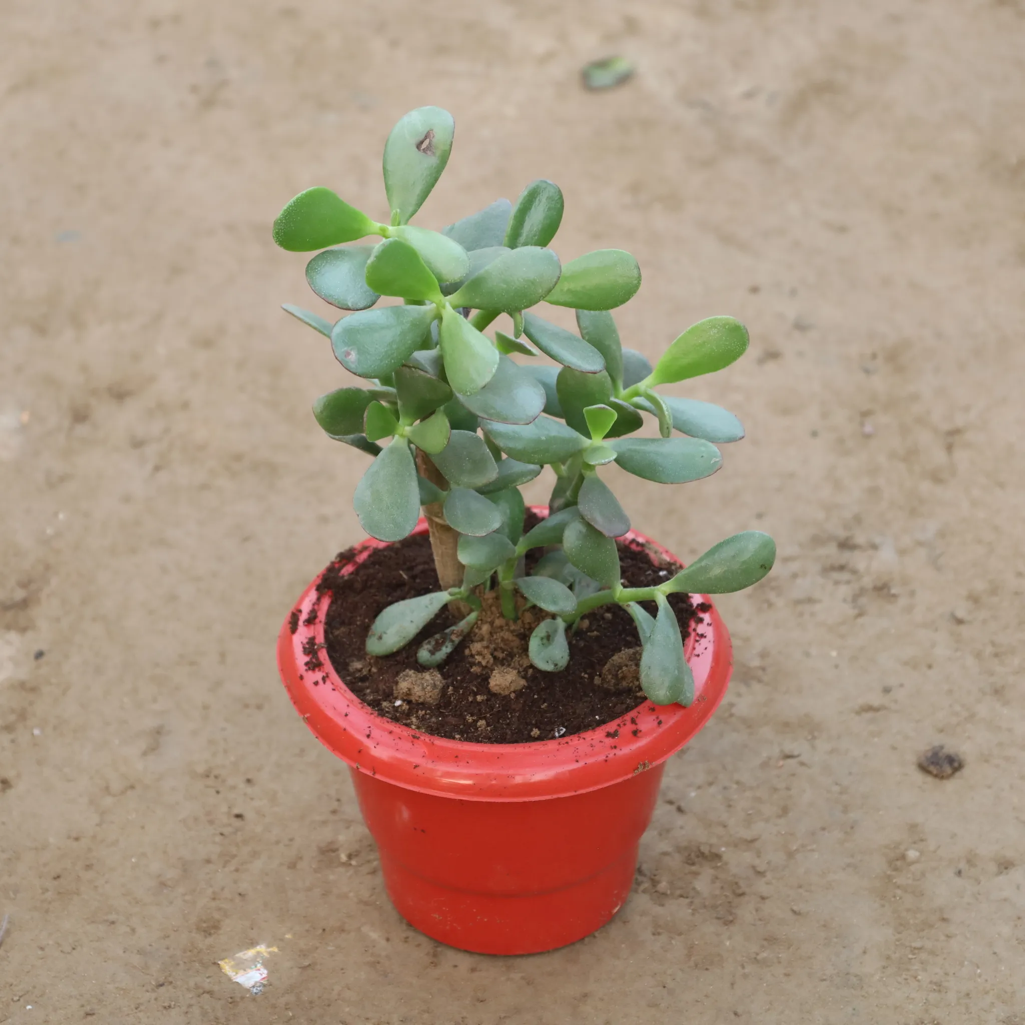Crassula Ovata / Dhan Kuber in 6 Inch Red Classy Plastic Pot