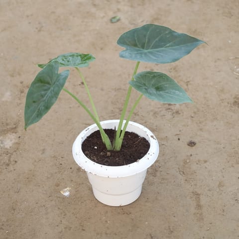 Alocasia in 6 Inch White Classy Plastic Pot