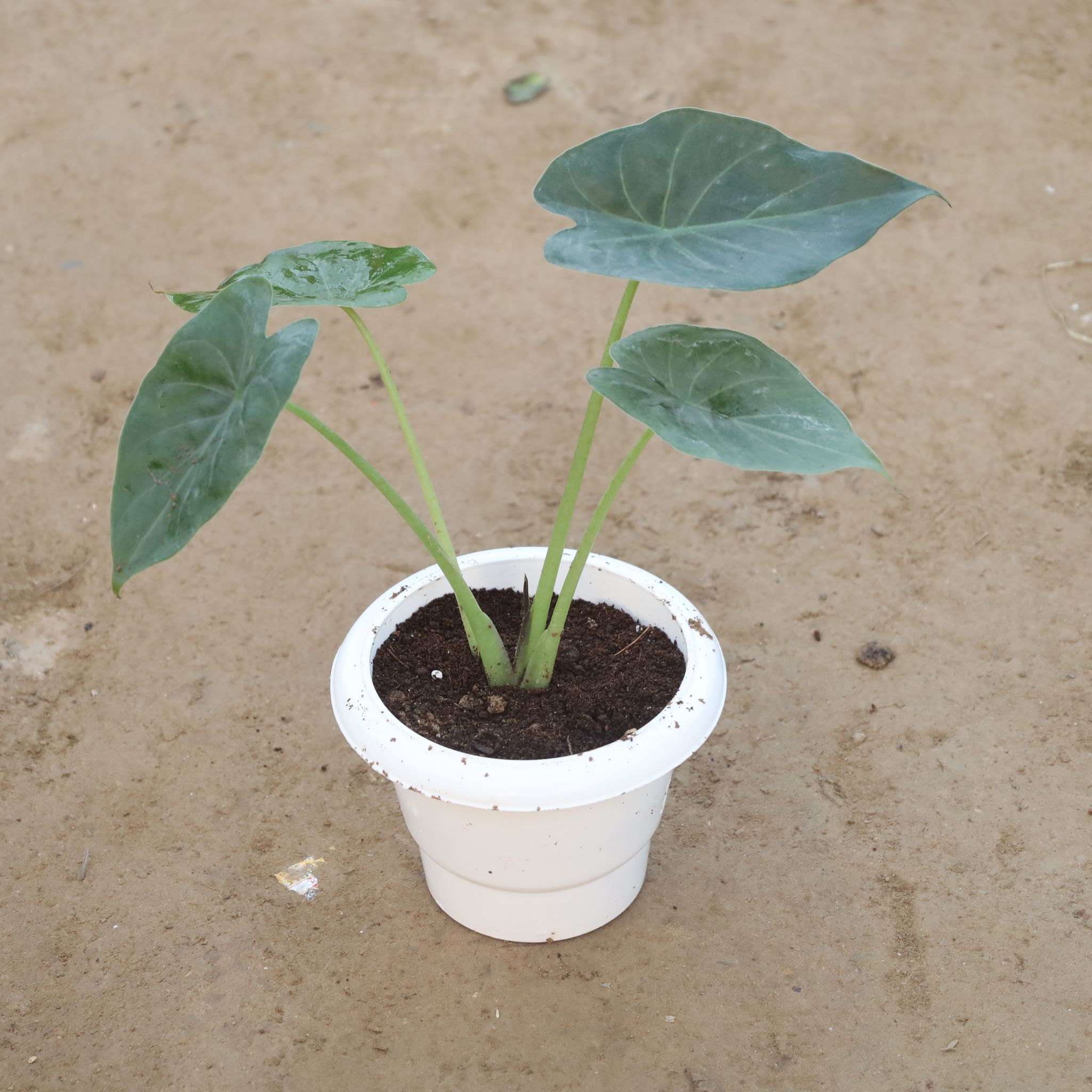 Alocasia in 6 Inch White Classy Plastic Pot