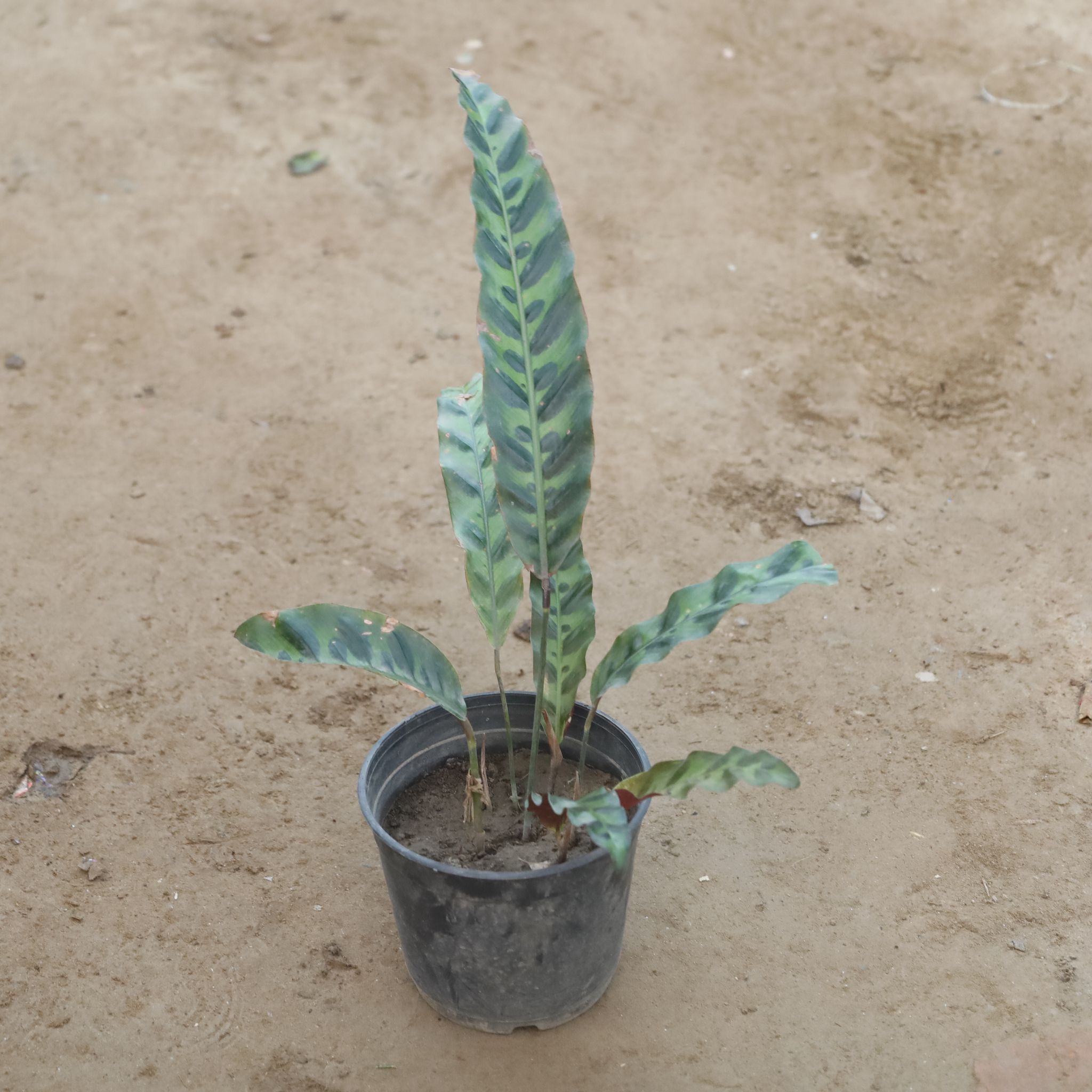 Calathea Rattlesnake Plant in 5 Inch Nursery Pot