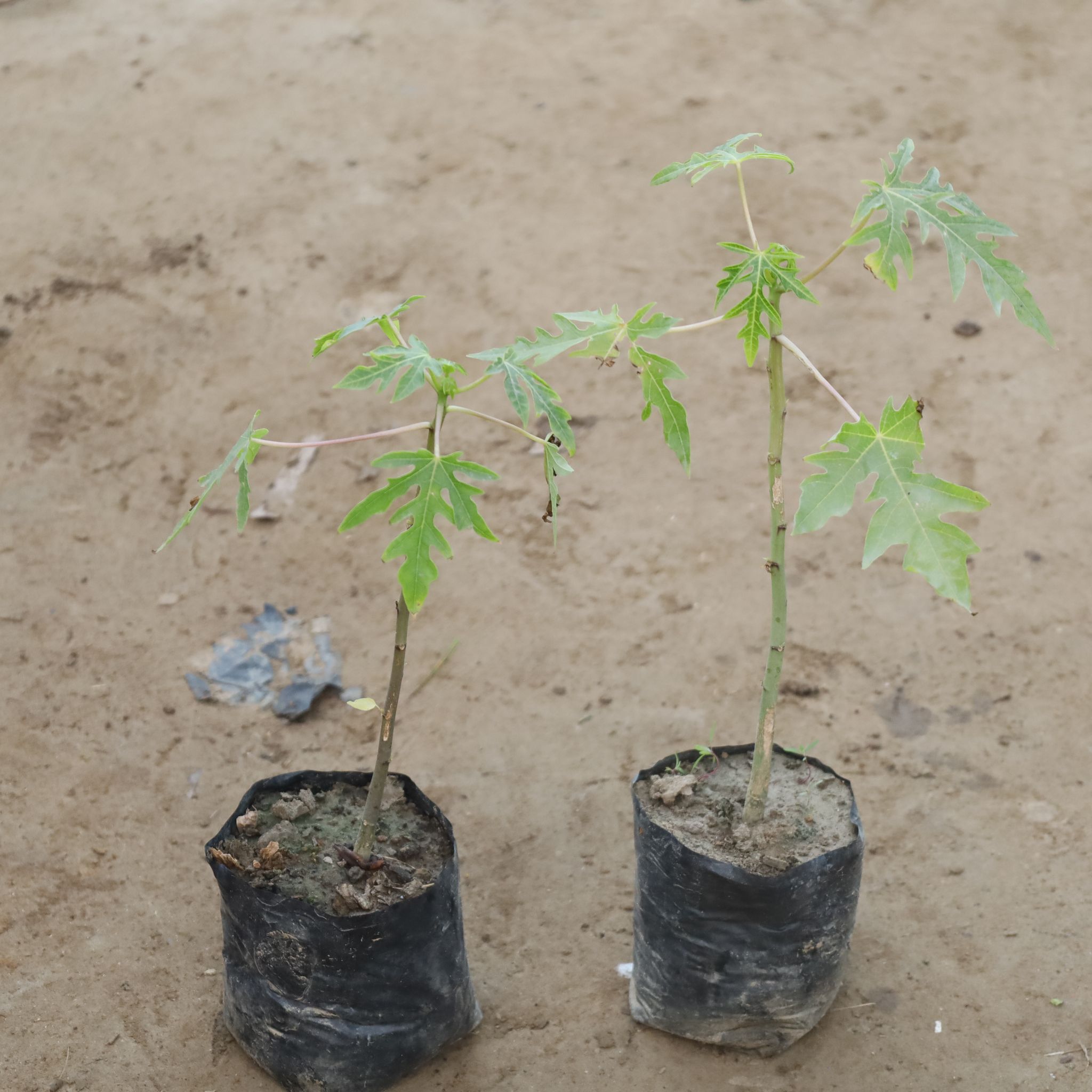 Set Of 2 - Papaya Hybrid in 4 Inch Nursery Bag
