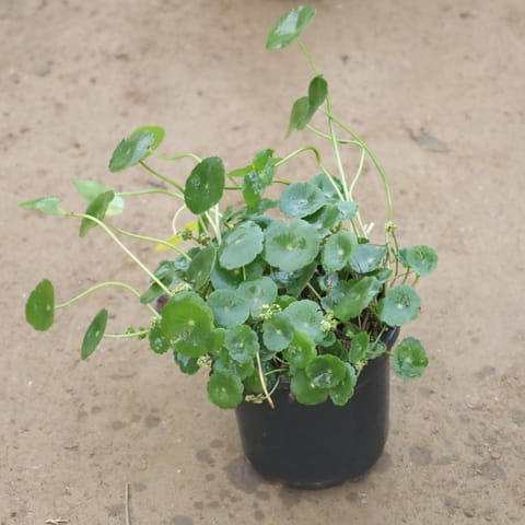 Brahmi Dollar / Chinese Money Plant Bushy in 4 Inch Nursery Pot