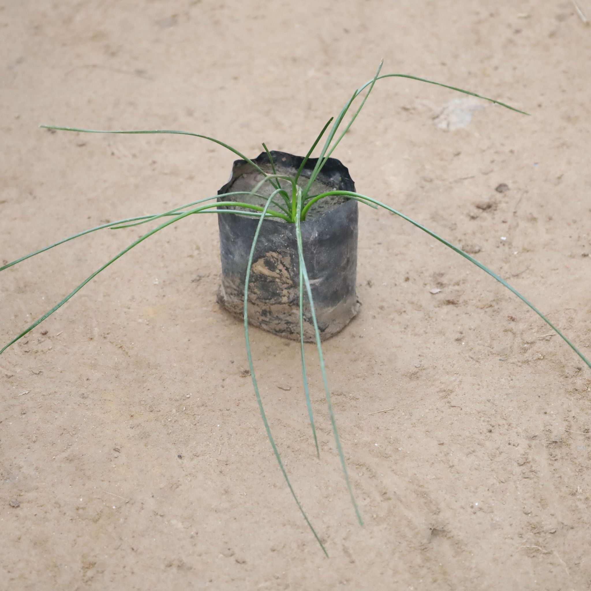 Rain Lily White in 4 Inch Nursery Bag