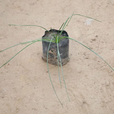 Rain Lily White in 4 Inch Nursery Bag