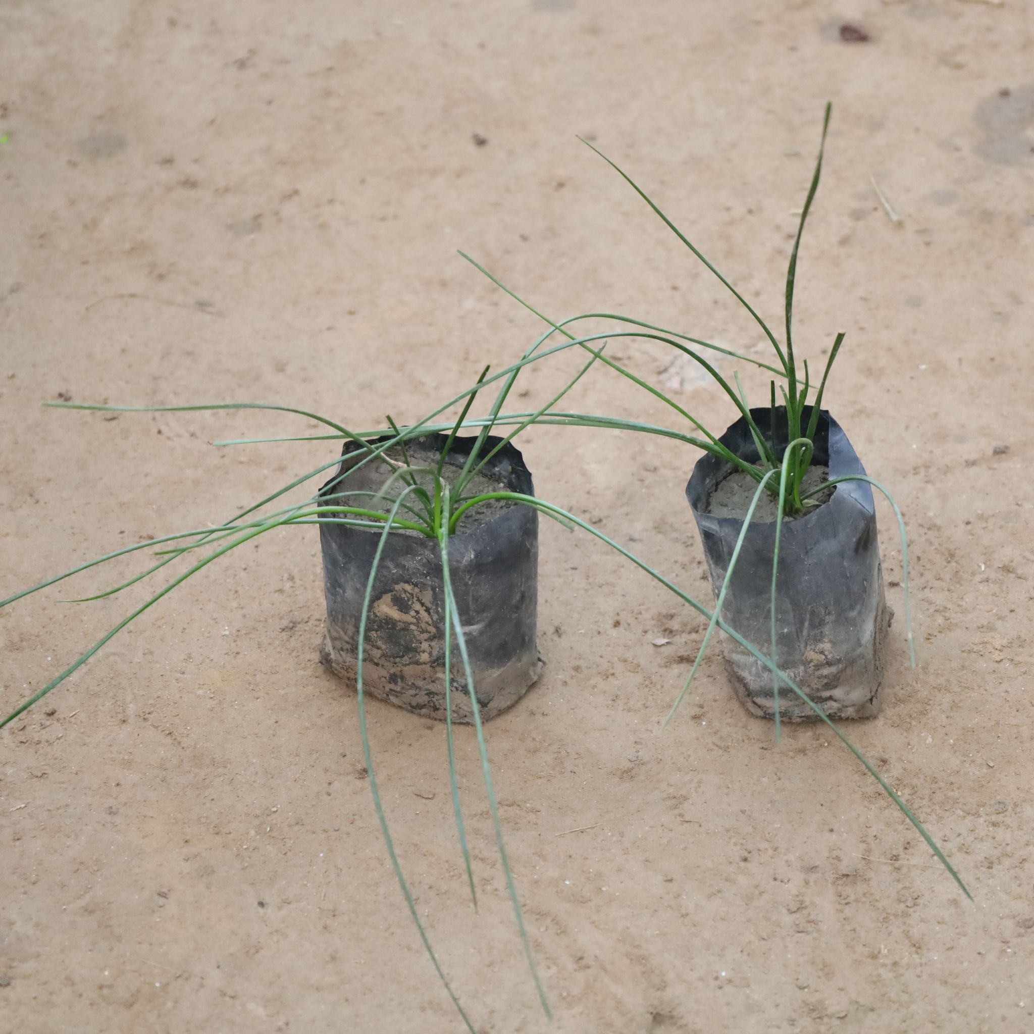 Set Of 2 - Rain Lily White in 4 Inch Nursery Bag
