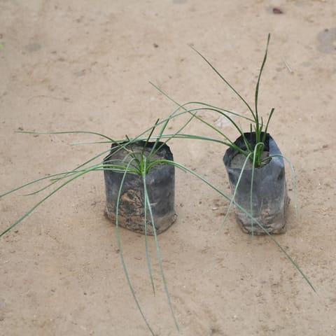 Set Of 2 - Rain Lily White in 4 Inch Nursery Bag