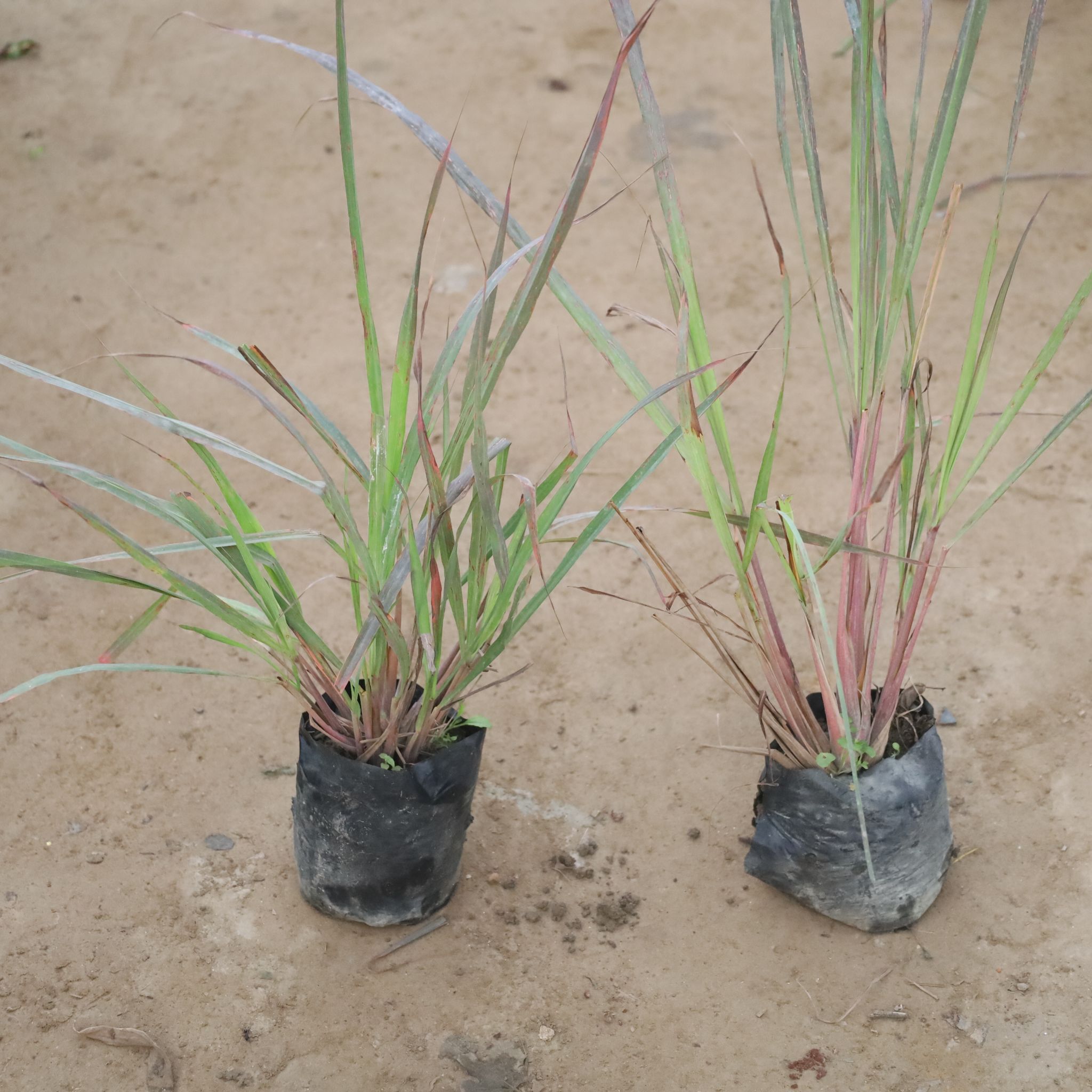 Set Of 2 - Lemon Grass in 4 Inch Nursery Bag