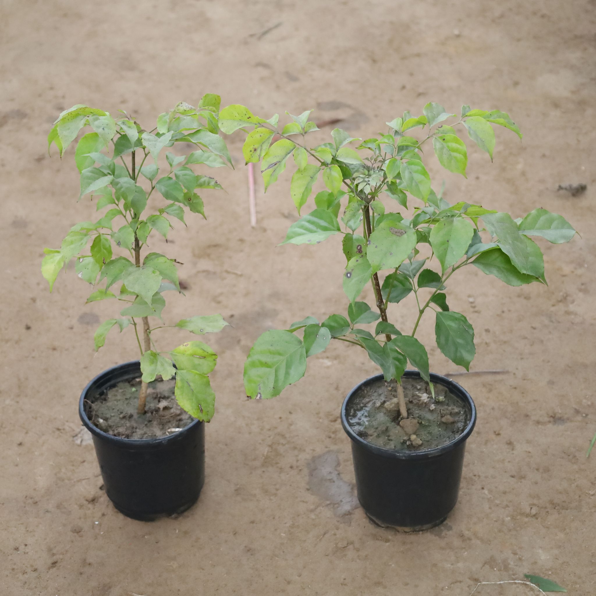 Set Of 2 - Radermachera / China Doll in 6 Inch Nursery Pot