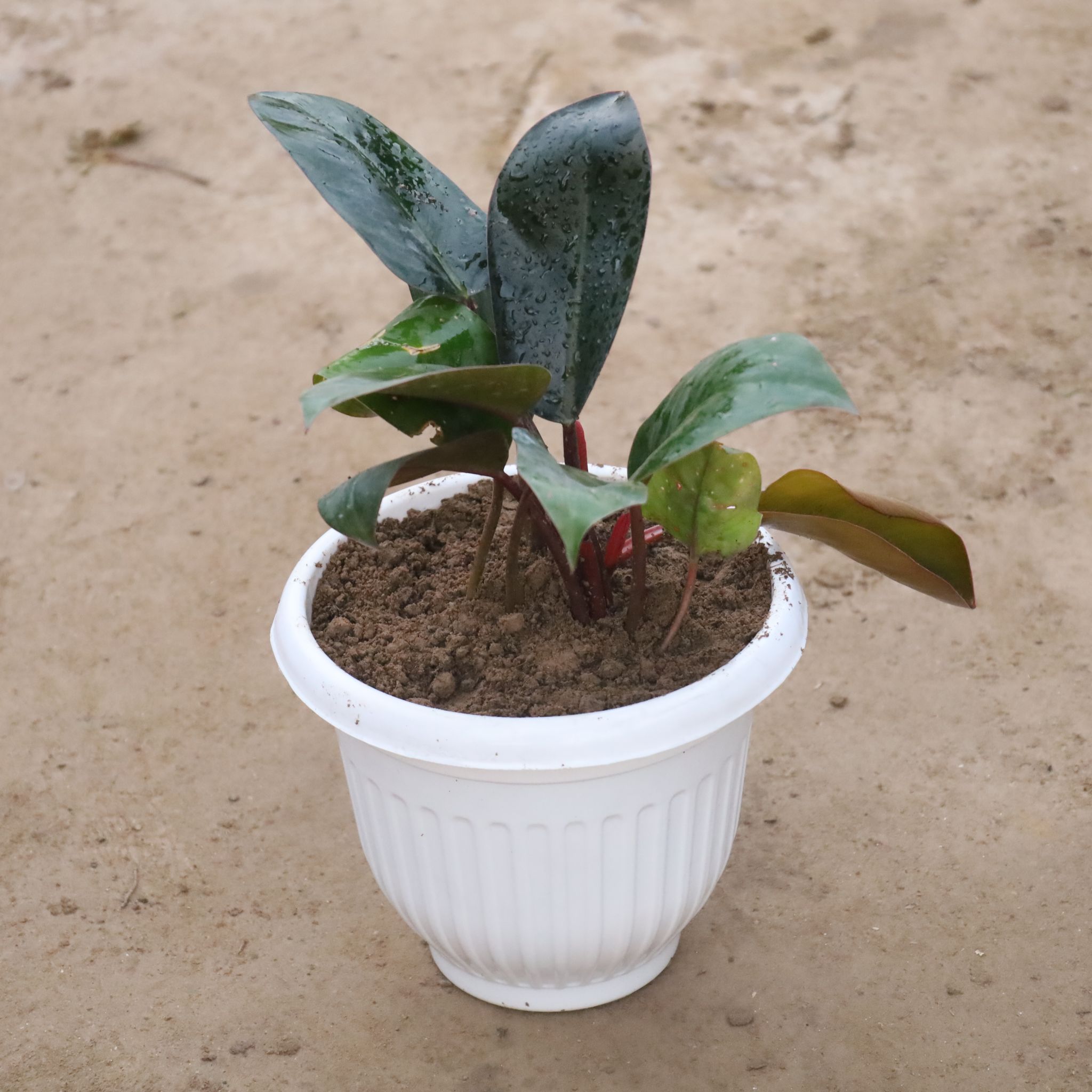 Philodendron Red / Black in 8 Inch White Olive Plastic Pot