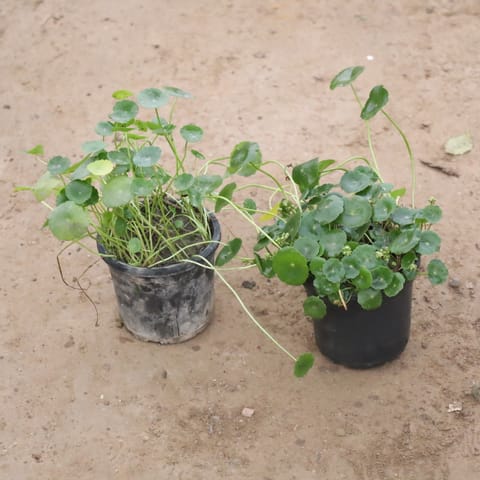 Set Of 2 - Pennywort / Coin Plant / Brahmi Dollar Plant in 4 Inch Nursery Pot