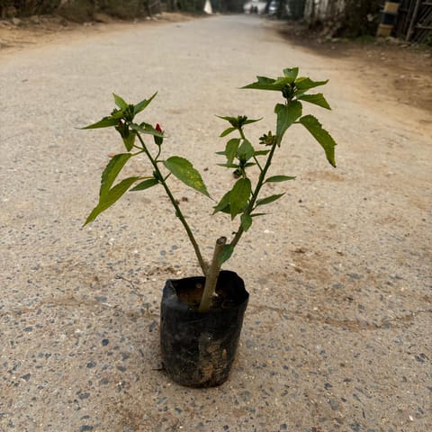 Mirchi Hibiscus in 4 Inch Nursery Bag