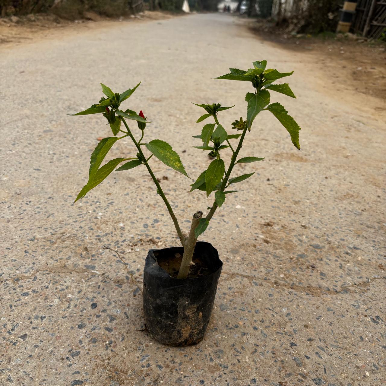 Mirchi Hibiscus in 4 Inch Nursery Bag