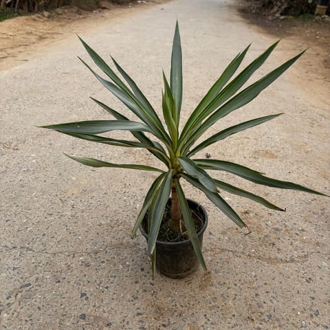 Silver Yucca in 4 Inch Nursery Bag