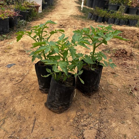 Set Of 3 - Tomato in 4 Inch Nursery Bag