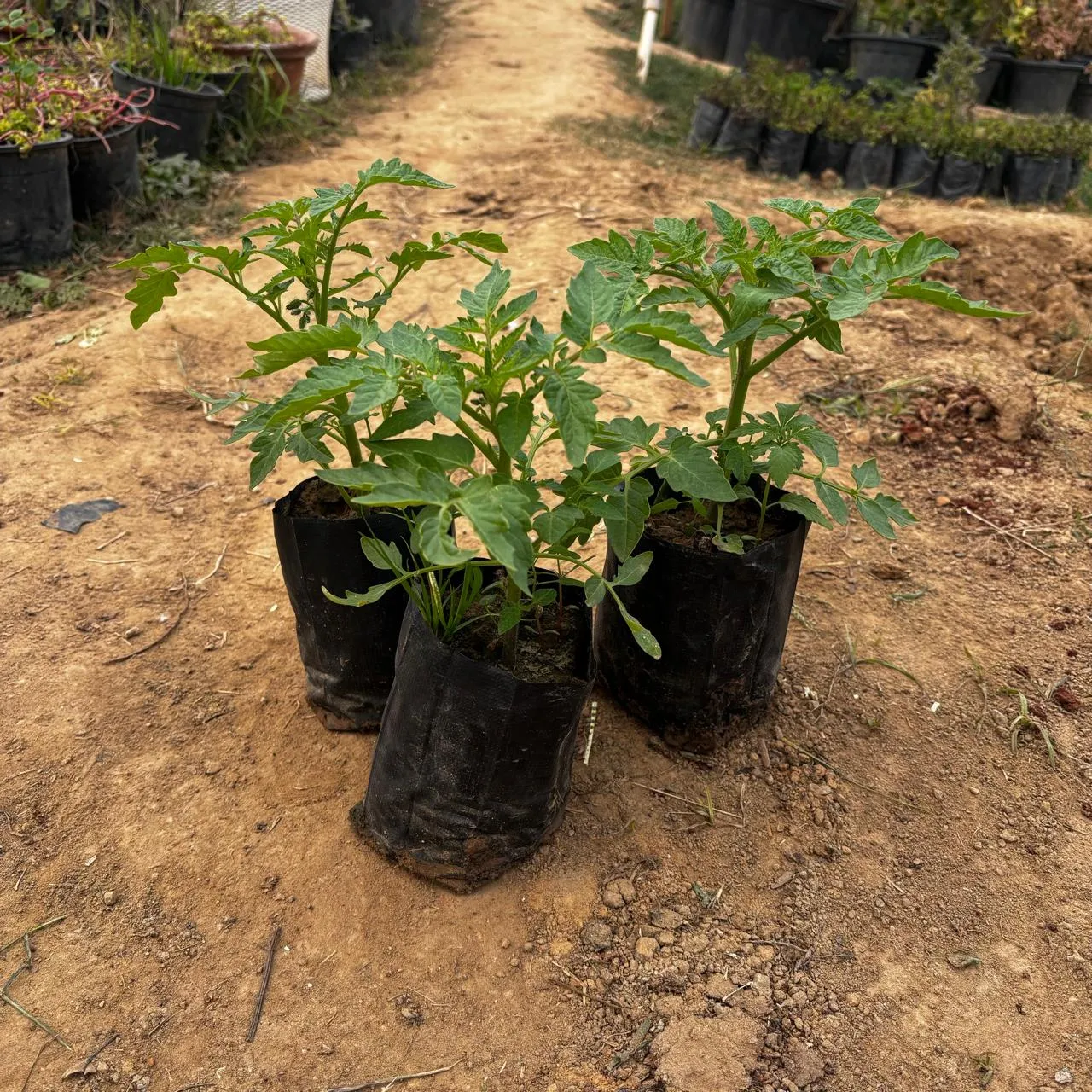 Set Of 3 - Tomato in 4 Inch Nursery Bag