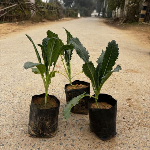 Set Of 3 - Kale Green in 4 Inch Nursery Bag