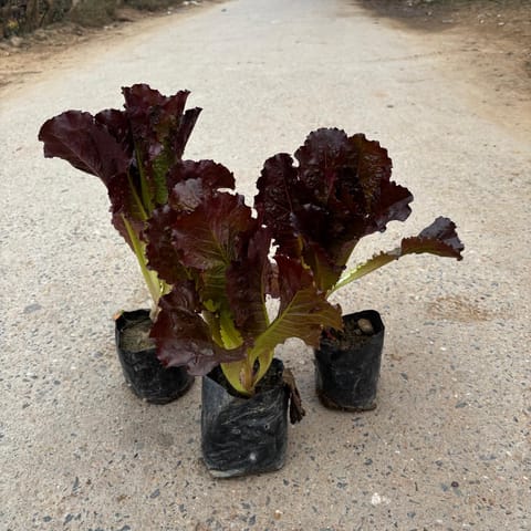 Lettuce Red in 4 Inch Nursery Bag