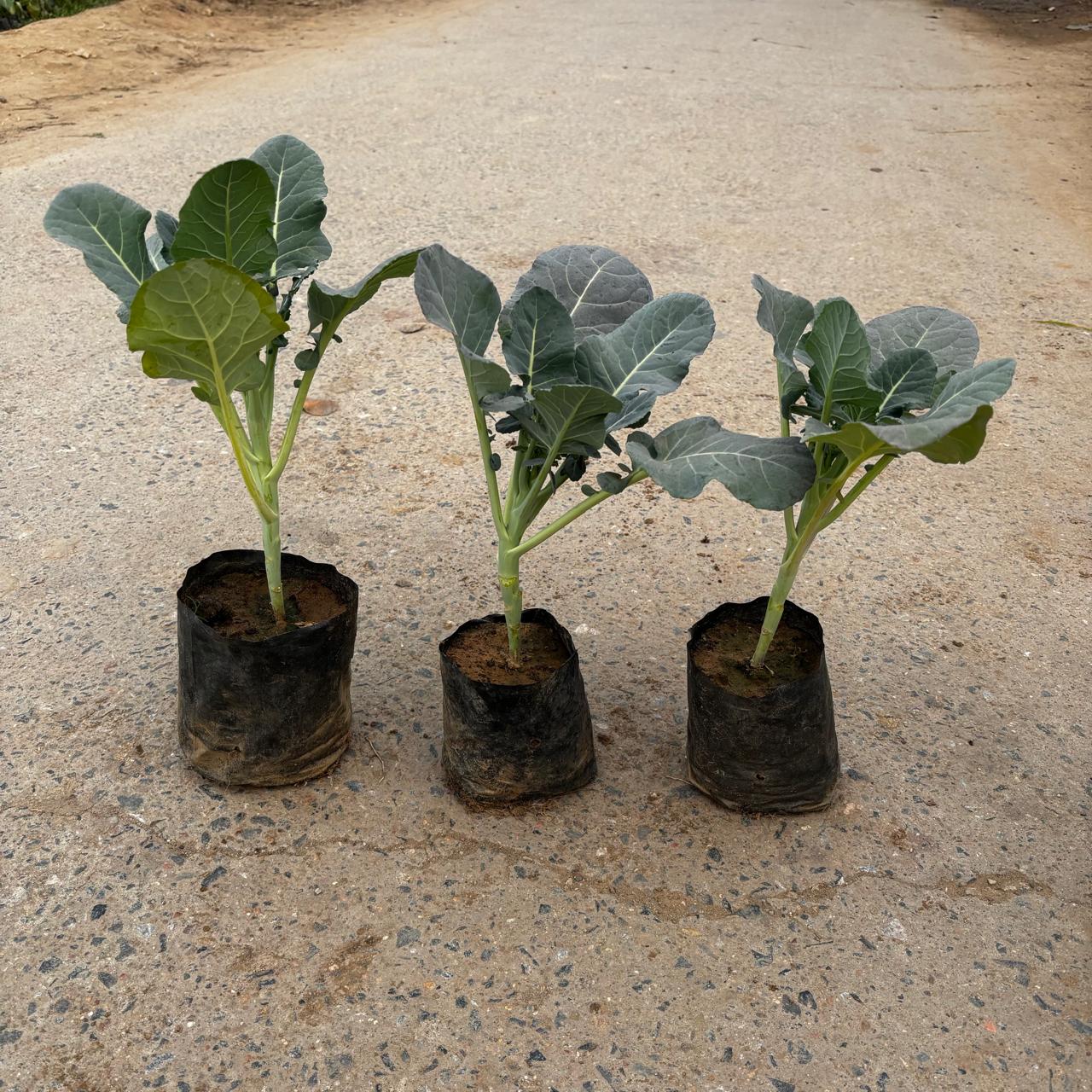 Set Of 3 - Brocolli in 4 Inch Nursery Bag