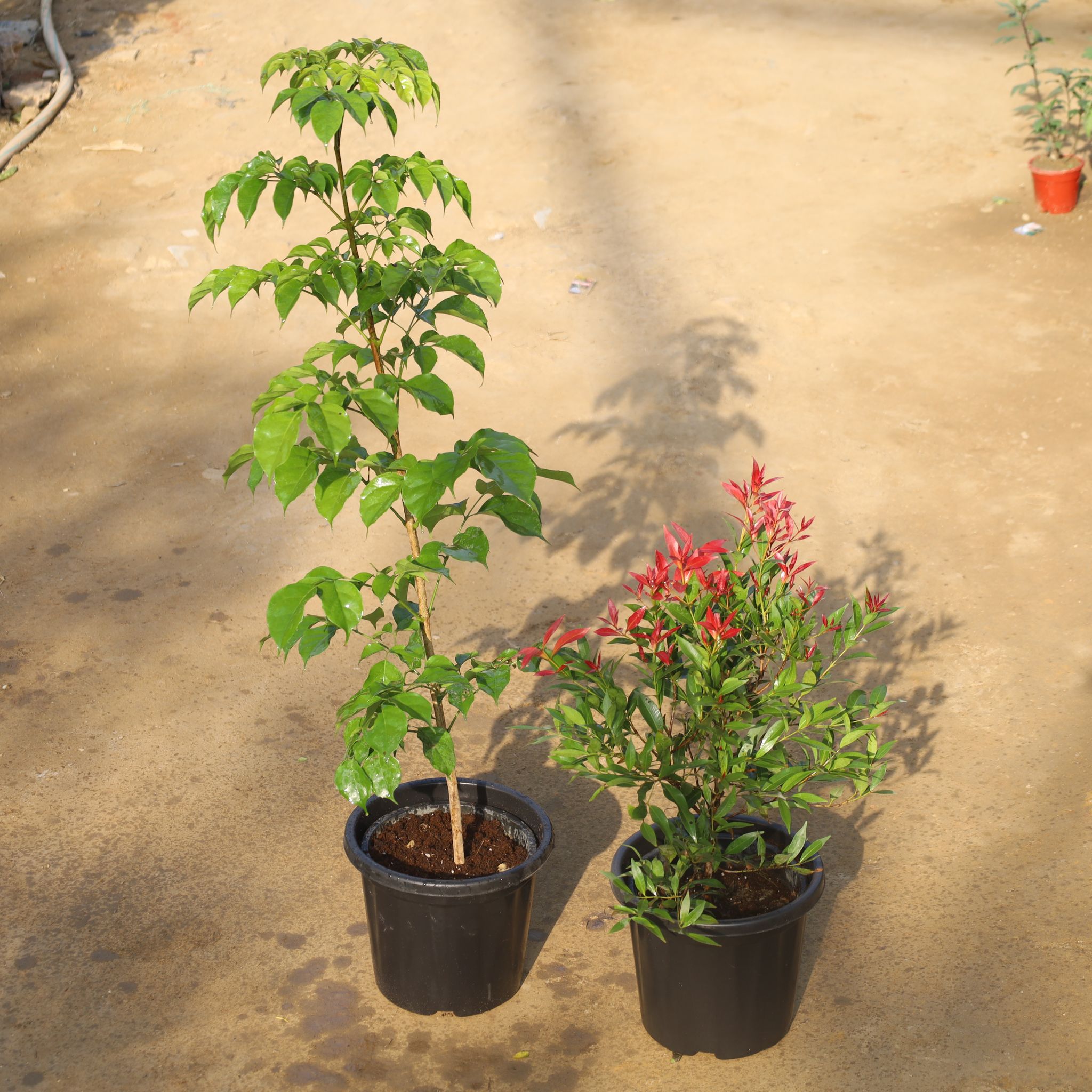Set Of 2 - Radermachera / China Doll & Syzygium Red in 8 Inch Nursery Pot