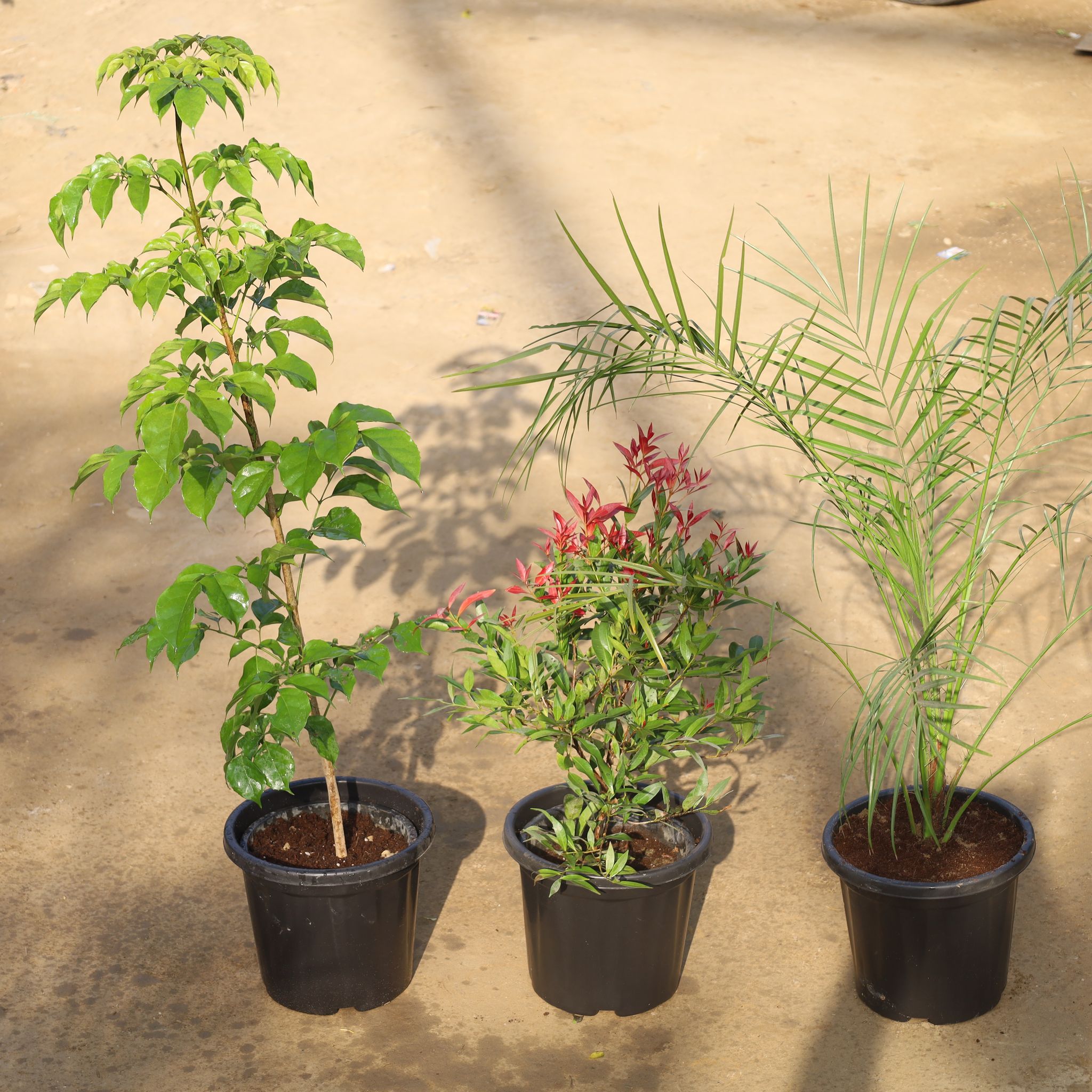 Balcony D�cor Set Of 3 - China Doll, Syzygium Red & Phoenix Palm in 8 Inch Nursery Pot